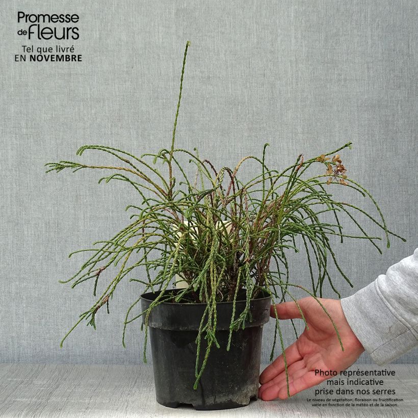 Exemplaar van Thuja plicata Whipcord - Reuzenlevensboom Pot van 3 l/4 l zoals geleverd in de herfst