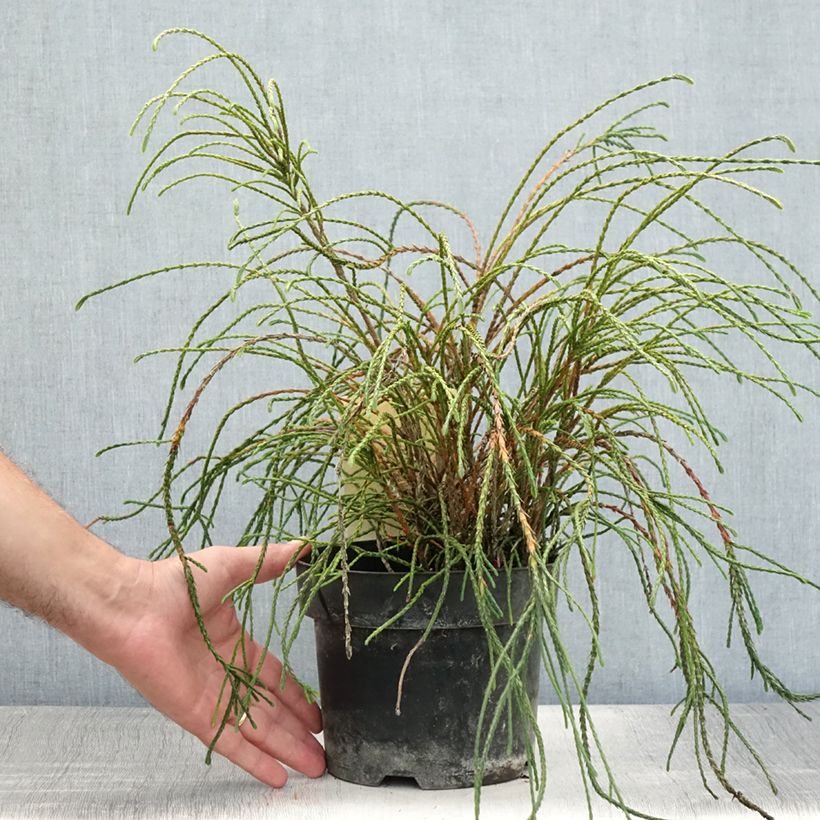 Exemplaar van Thuja plicata Whipcord - Reuzenlevensboom Pot van 3 l/4 l zoals geleverd in de zomer