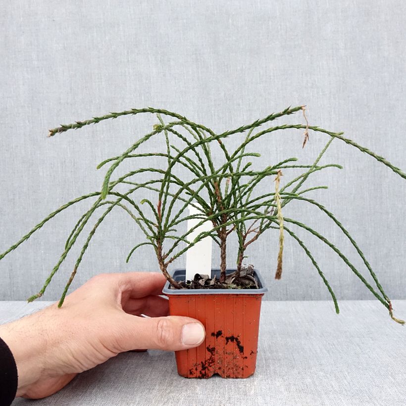 Exemplaar van Thuja plicata Whipcord - Reuzenlevensboom Kweekpotje van 8/9 cm zoals geleverd in de lente