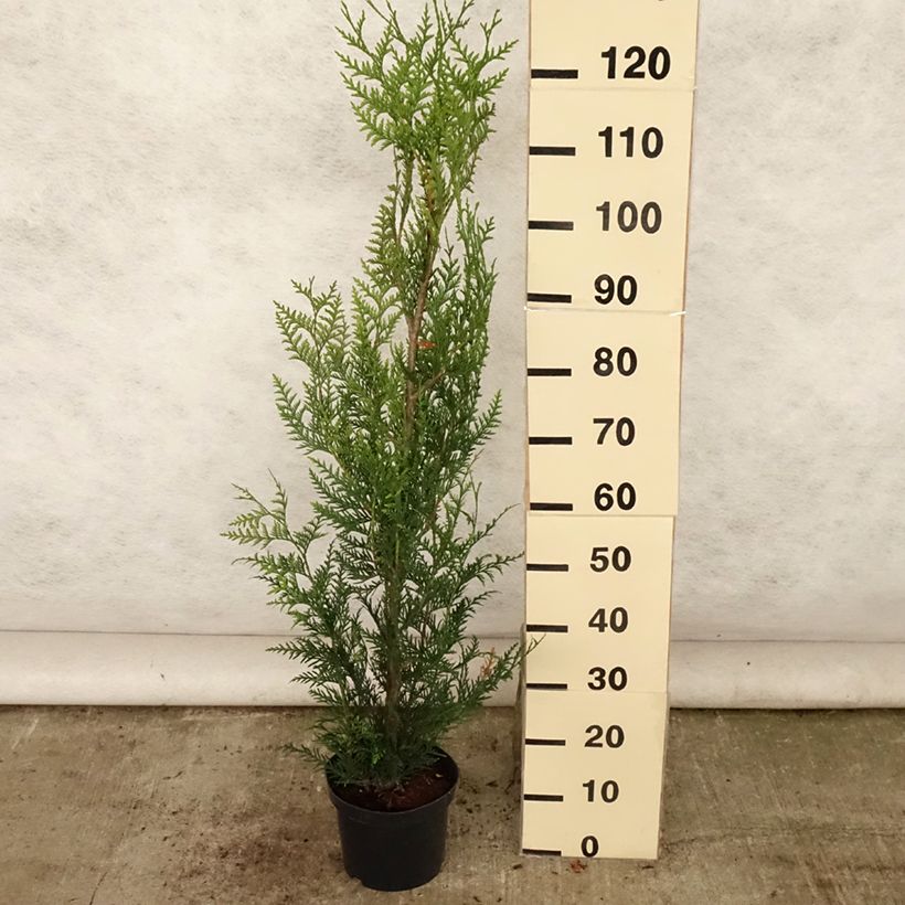 Exemplaar van Thuja plicata Atrovirens - Reuzenlevensboom Pot van 4 l/5 l zoals geleverd in de zomer