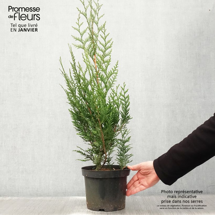 Example of Thuja plicata Atrovirens - Reuzenlevensboom Pot van 4 l/5 l as you get in hiver