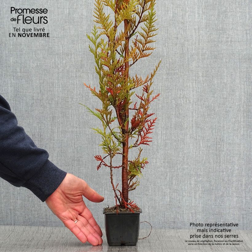 Exemplaar van Thuja plicata Atrovirens - Reuzenlevensboom Kweekpotje van 8/9 cm zoals geleverd in de herfst