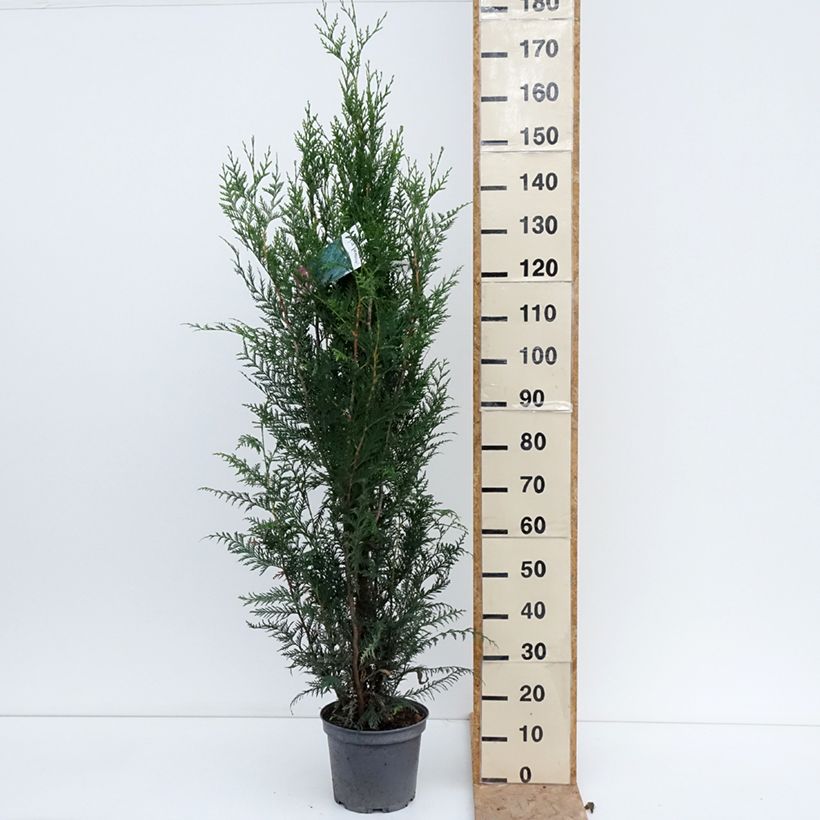 Exemplaar van Thuja plicata Atrovirens - Reuzenlevensboom Pot van 6 l/7 l zoals geleverd in de zomer