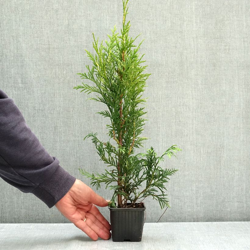 Exemplaar van Thuja plicata Zebrina - Reuzenlevensboom Kweekpotje van 8/9 cm zoals geleverd in de zomer