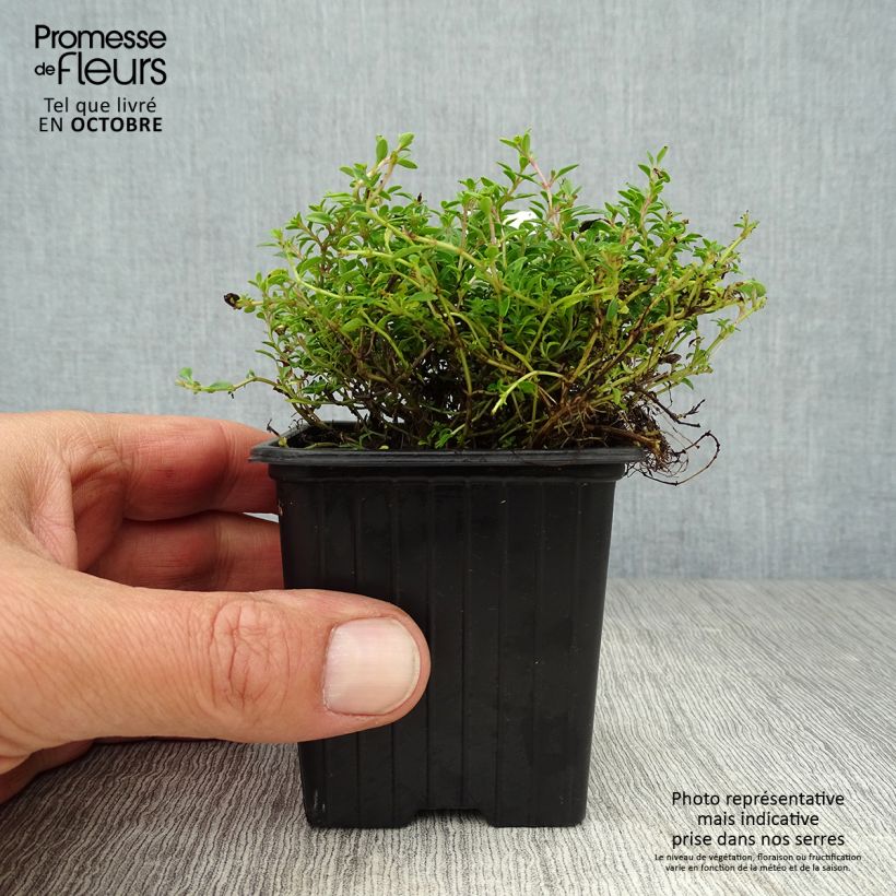 Exemplaar van Thymus citriodorus Bertram Anderson - Citroentijm Kweekpotje van 8/9 cm zoals geleverd in de herfst