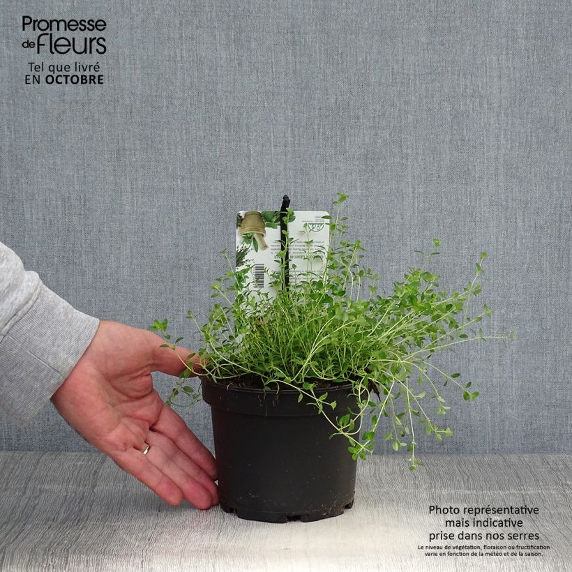Exemplaar van Thym citron Bertram Anderson - Thymus citriodorus Pot de 1,5L/2L zoals geleverd in de herfst