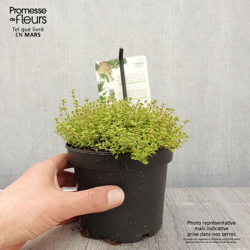 Exemplaar van Thymus citriodorus Bertram Anderson - Citroentijm Pot van 1,5 l/2 l zoals geleverd in de lente