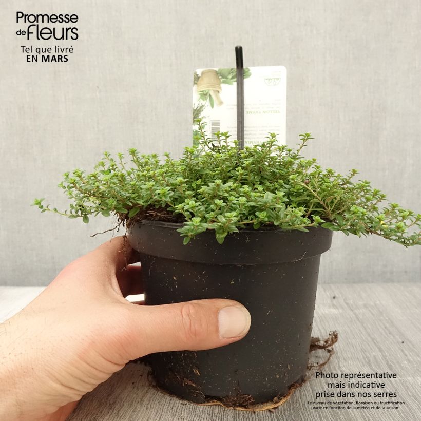 Exemplaar van Thymus citriodorus Aureus - Citroentijm Pot van 1,5 l/2 l zoals geleverd in de lente