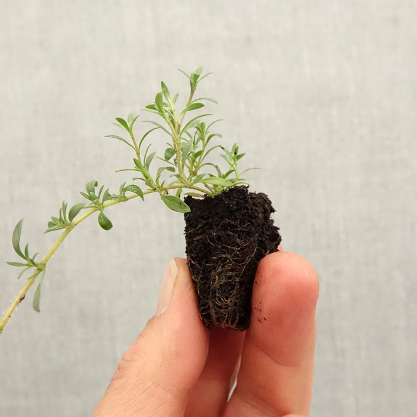 Exemplaar van Citroentijm GrowFlow Cascata Lemonade biologisch - Thymus citriodorus Mini-mot Ø 3/4 cm zoals geleverd in de lente