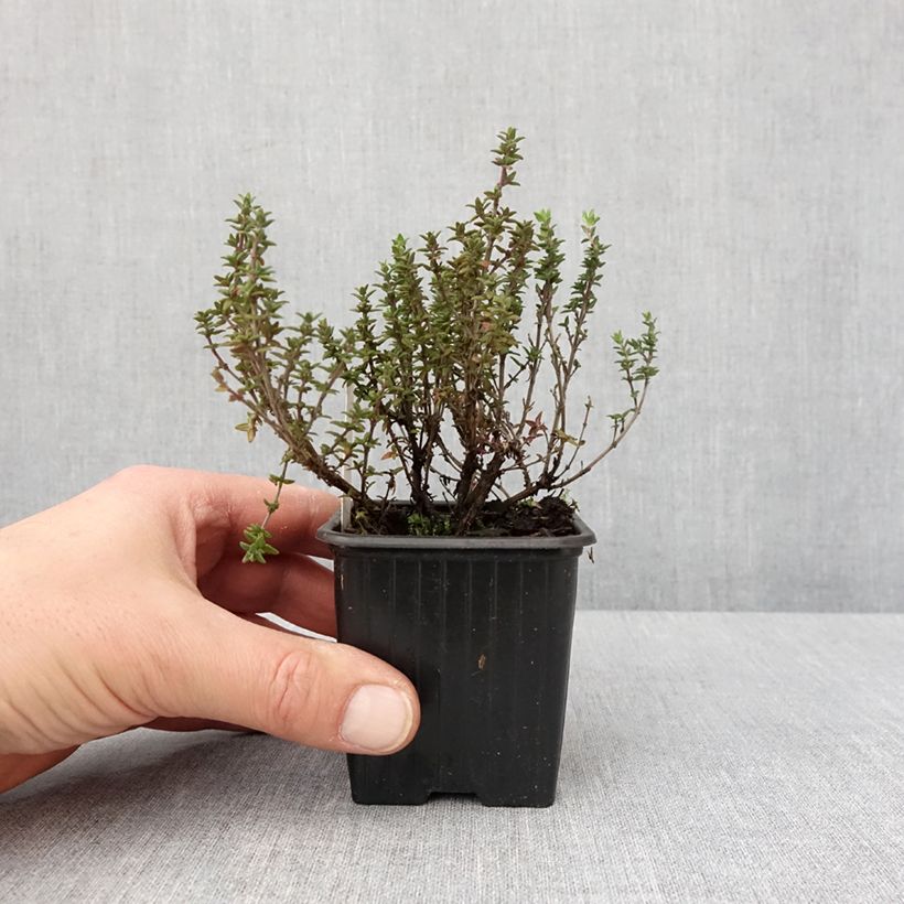 Example of Thym citron Lammefjord - Thymus citriodorus Kweekpotje van 8/9 cm as you get in hiver