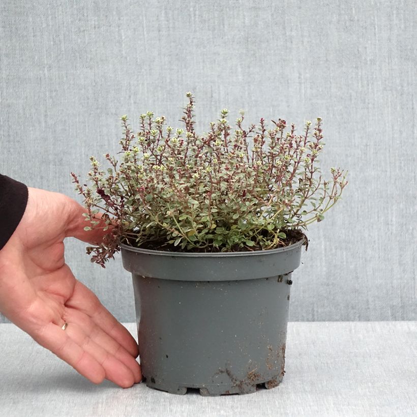 Exemplaar van Thymus citriodorus Silver Queen - Citroentijm Pot van 1,5 l/2 l zoals geleverd in de lente