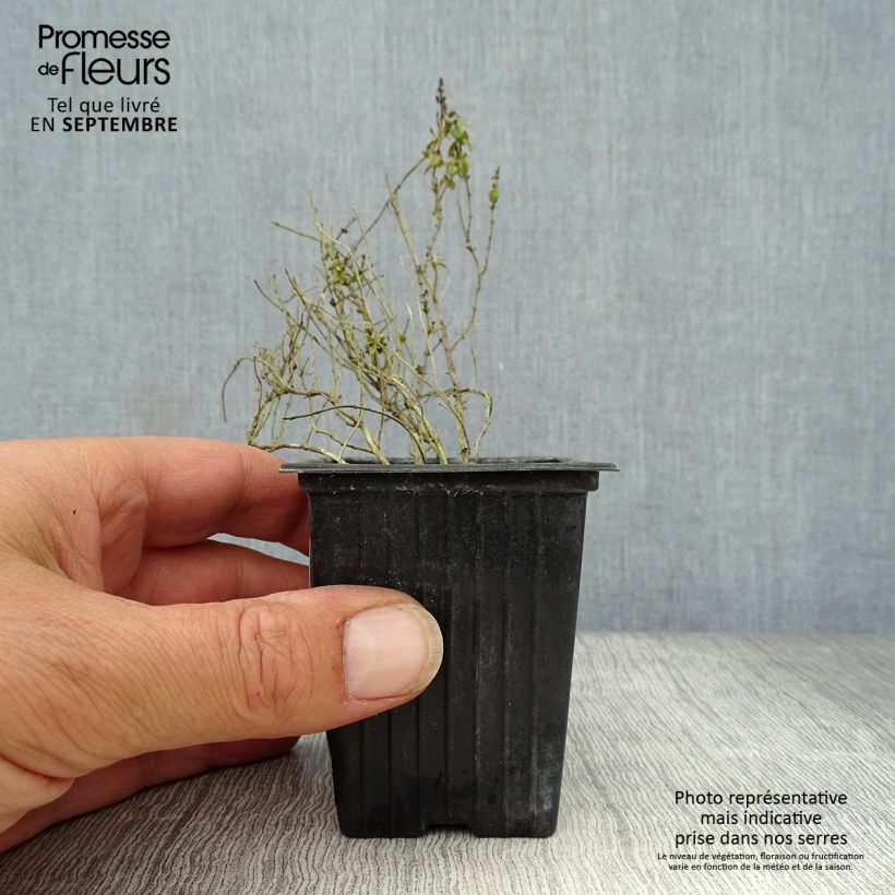 Exemplaar van Bontbladige citroentijm Variegata - Thymus citriodorus Kweekpotje van 7/8 cm zoals geleverd in de herfst