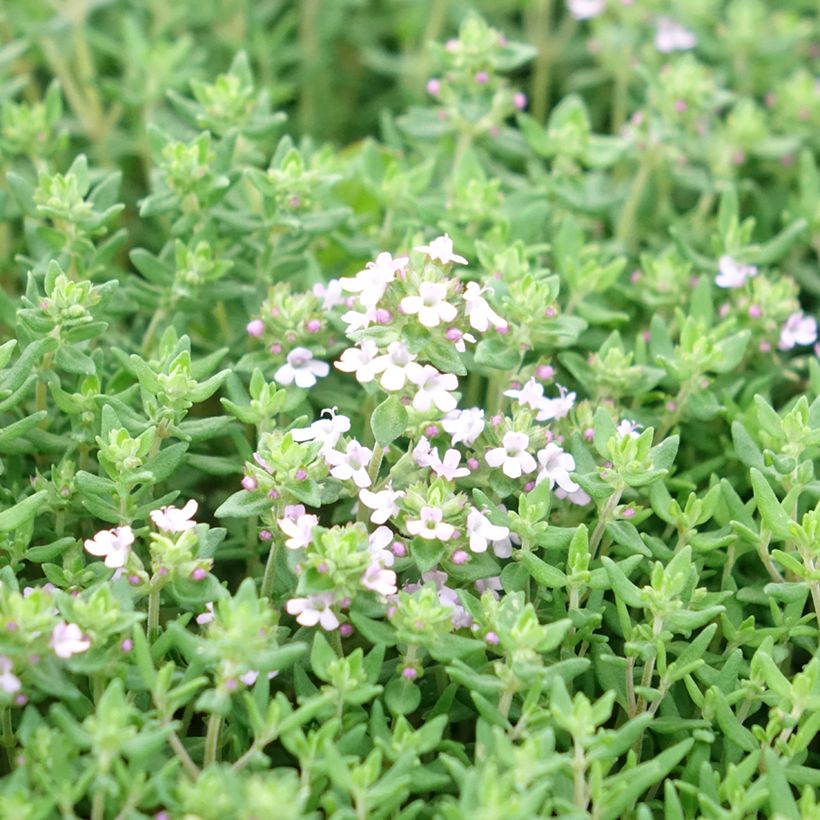 Echte tijm Compactus - Thymus vulgaris (Bloei)