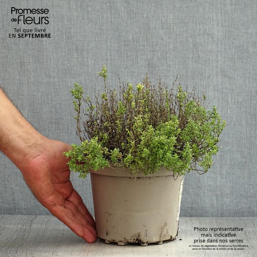 Exemplaar van Echte tijm Compactus - Thymus vulgaris Pot van 2 l/3 l zoals geleverd in de zomer
