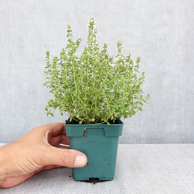 Exemplaar van Tijm Gold (jonge planten) - Thymus vulgaris Pot van 10 cm/11 cm zoals geleverd in de zomer