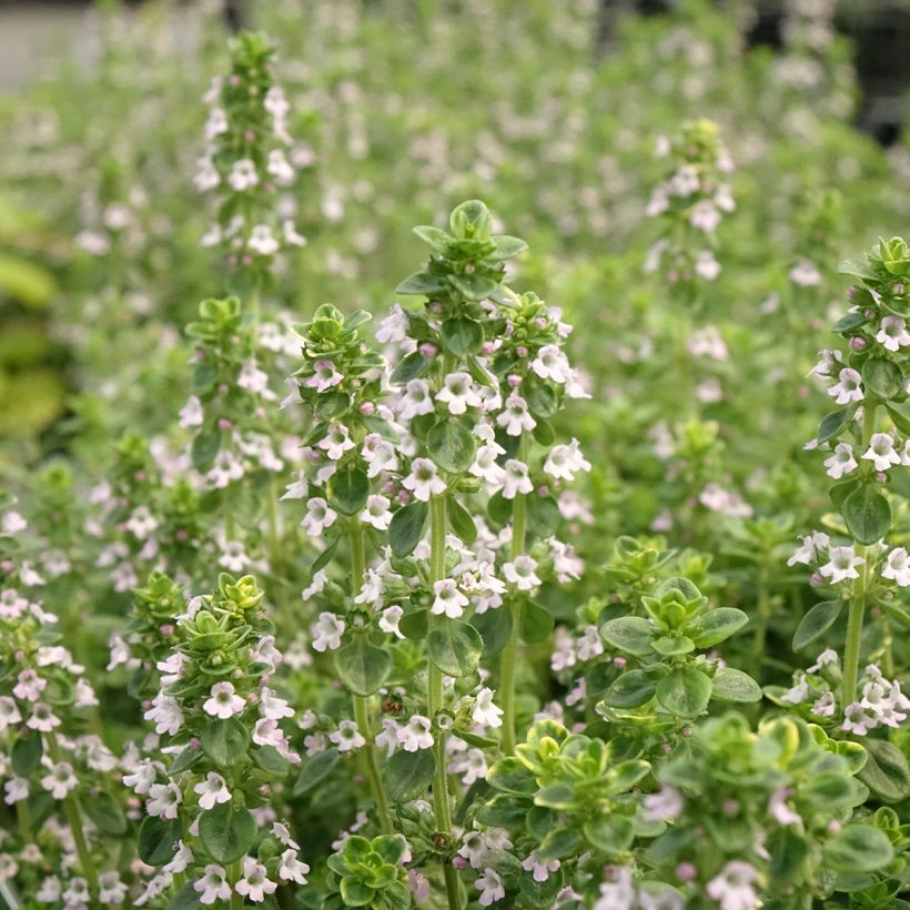 Tijm Gold (jonge planten) - Thymus vulgaris (Bloei)