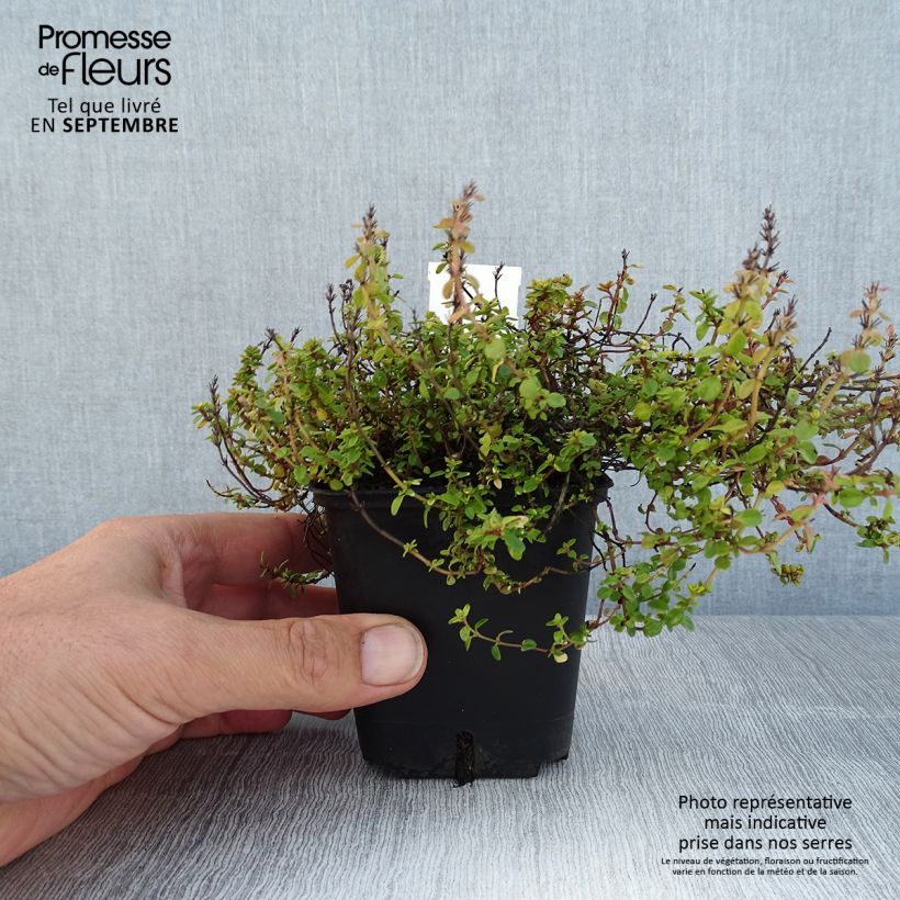Exemplaar van Thymus citriodorus Doone Valley - Citroentijm Kweekpotje van 8/9 cm zoals geleverd in de zomer