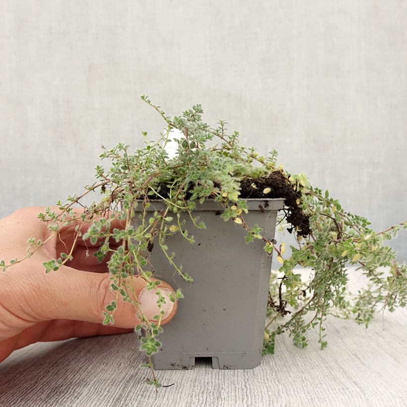Exemplaar van Thymus pseudolanuginosus - Woltijm Kweekpotje van 8/9 cm zoals geleverd in de herfst