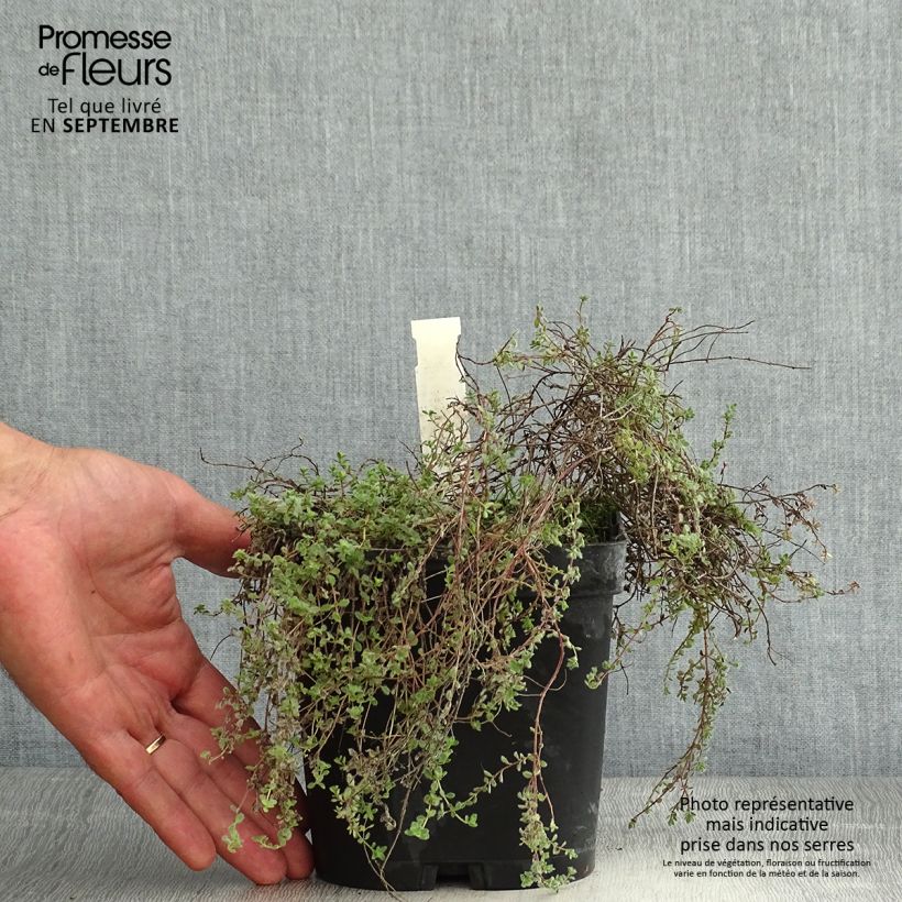 Exemplaar van Thymus pseudolanuginosus - Woltijm Pot van 2 l/3 l zoals geleverd in de zomer