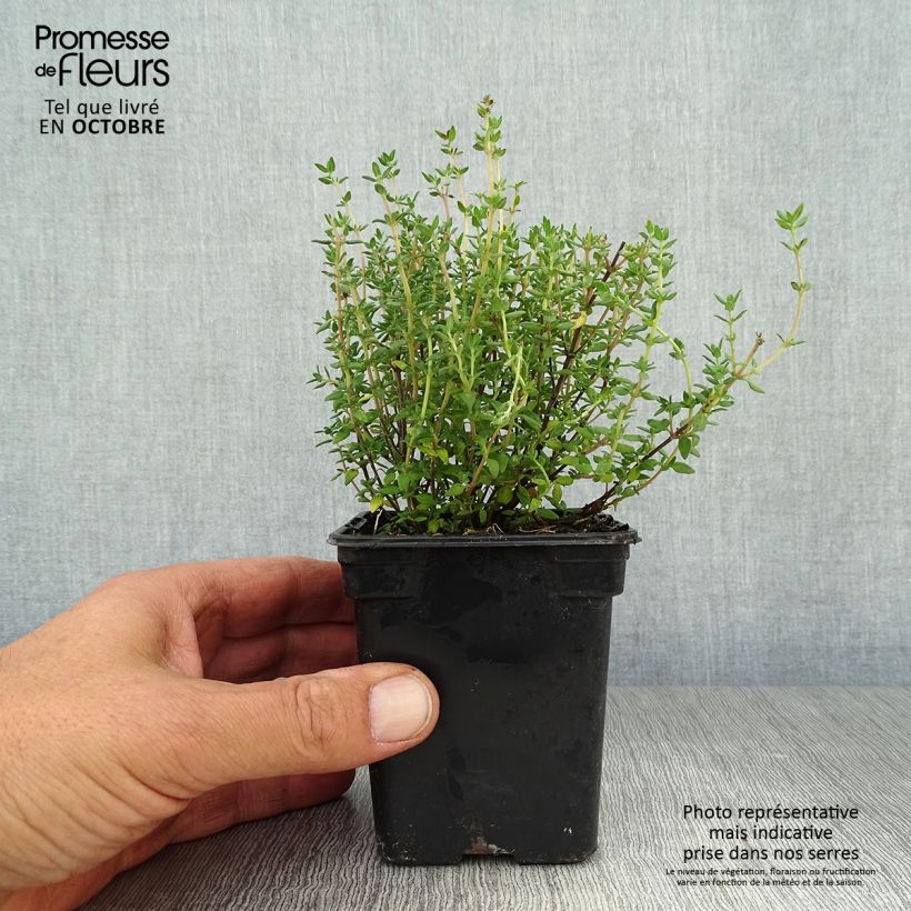 Exemplaar van Echte tijm BIO - Thymus officinalis Kweekpotje van 8/9 cm zoals geleverd in de herfst