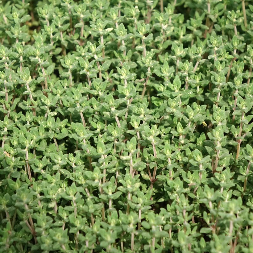 Echte tijm BIO (jonge planten) - Thymus officinalis (Blad)