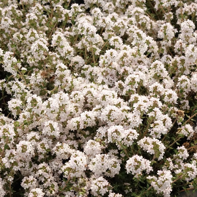 Sinaasappeltijm Fragrantissimus (jonge planten) - Thymus vulgaris (Bloei)