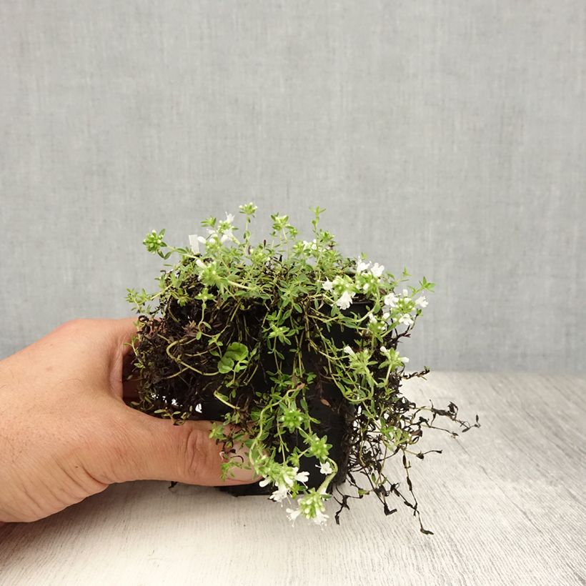 Exemplaar van Thymus praecox Albiflorus - Kruiptijm Kweekpotje van 8/9 cm zoals geleverd in de zomer