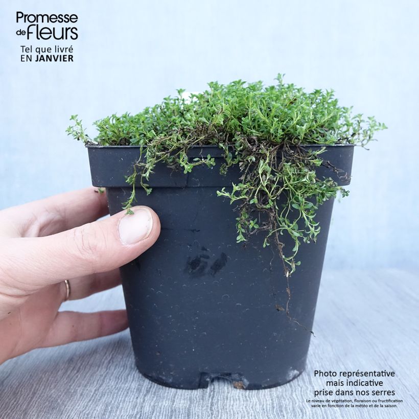 Example of Thymus praecox Albiflorus - Kruiptijm Pot van 2 l/3 l as you get in hiver