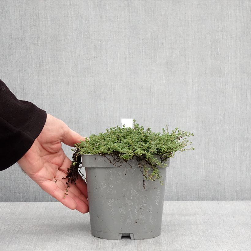 Example of Thymus hirsutus - Thym hirsute Pot van 2 l/3 l as you get in hiver
