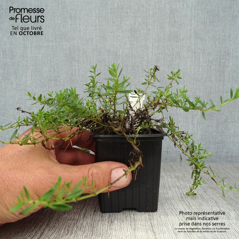 Exemplaar van Thymus nitens - Kruiptijm Kweekpotje van 8/9 cm zoals geleverd in de herfst