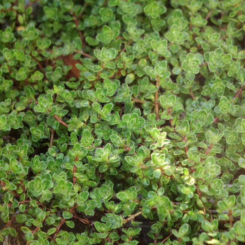 Thymus praecox Bressingham - Kruiptijm (Blad)