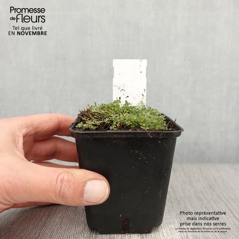 Exemplaar van Thymus praecox Minor - Kruiptijm Kweekpotje van 8/9 cm zoals geleverd in de herfst