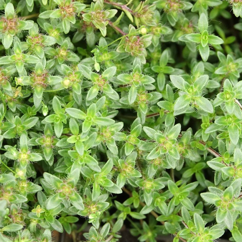Thymus praecox Red Carpet - Kruiptijm (Blad)