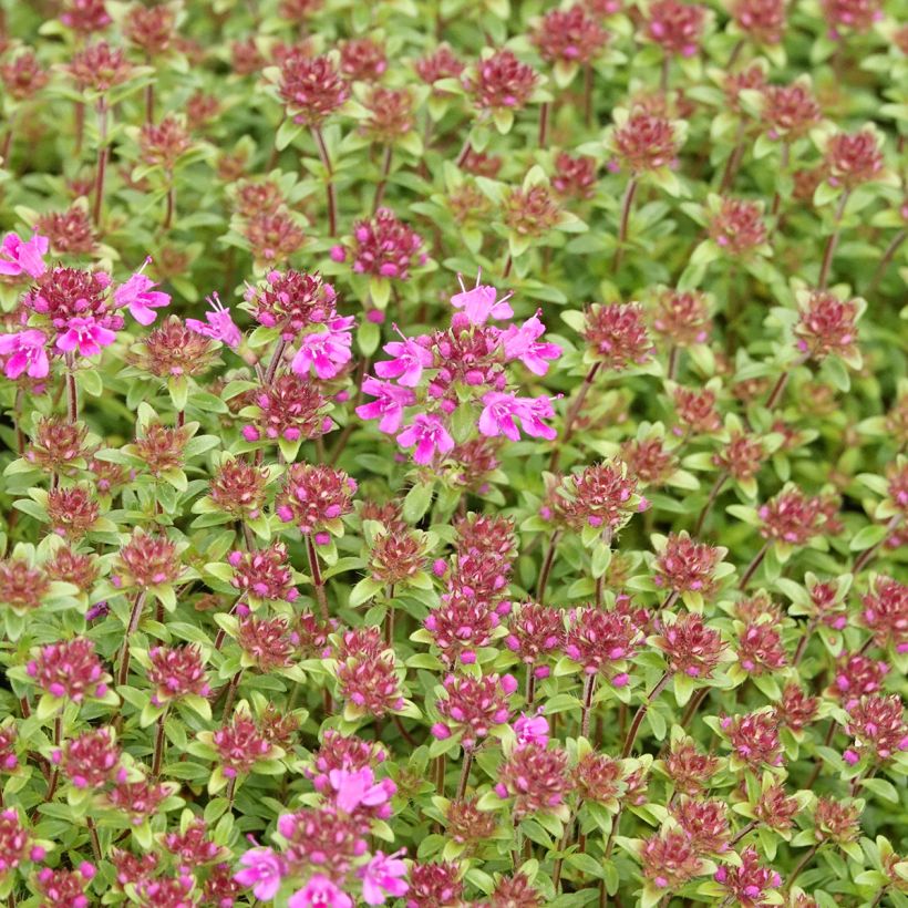 Thymus praecox Red Carpet - Kruiptijm (Bloei)