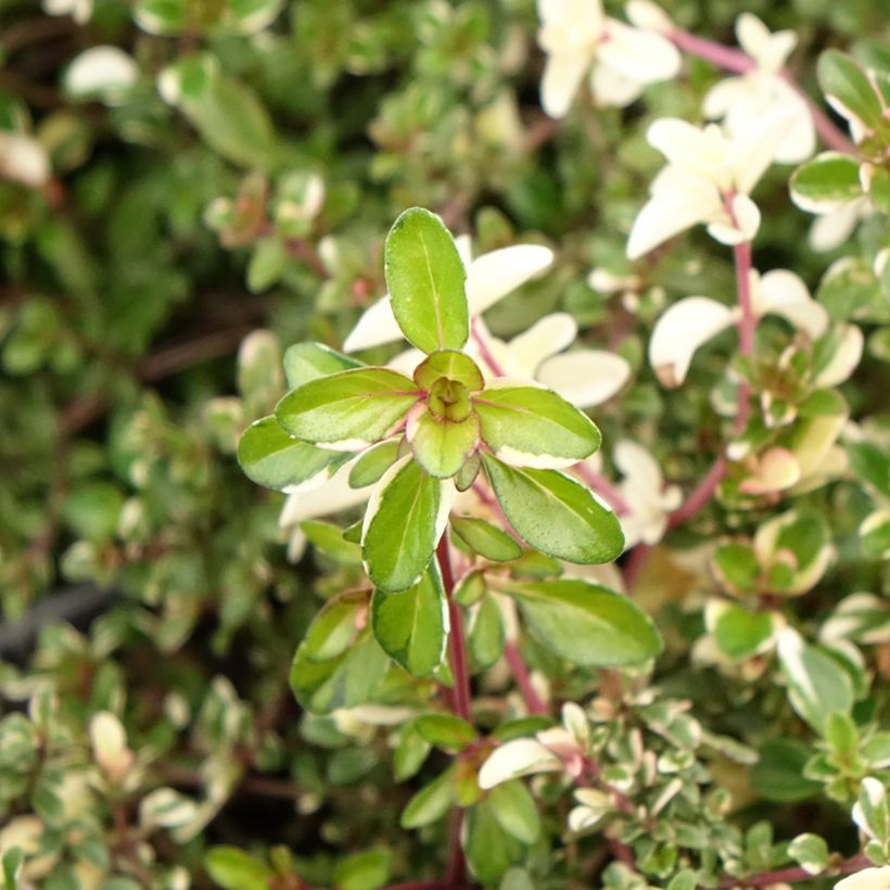 Grote tijm Foxley (Blad)