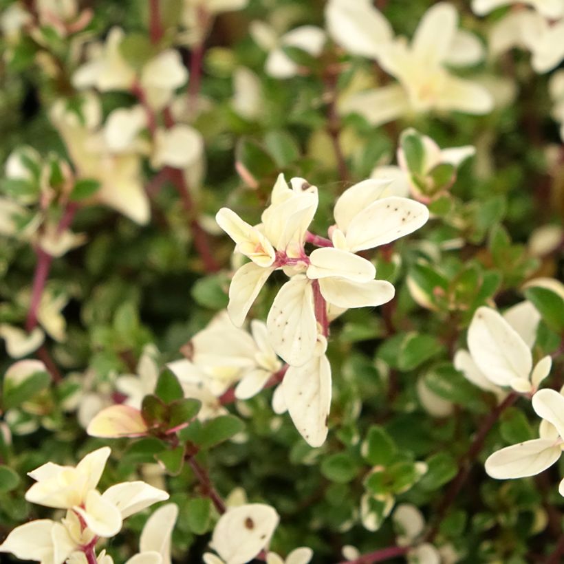 Grote tijm Foxley (Bloei)