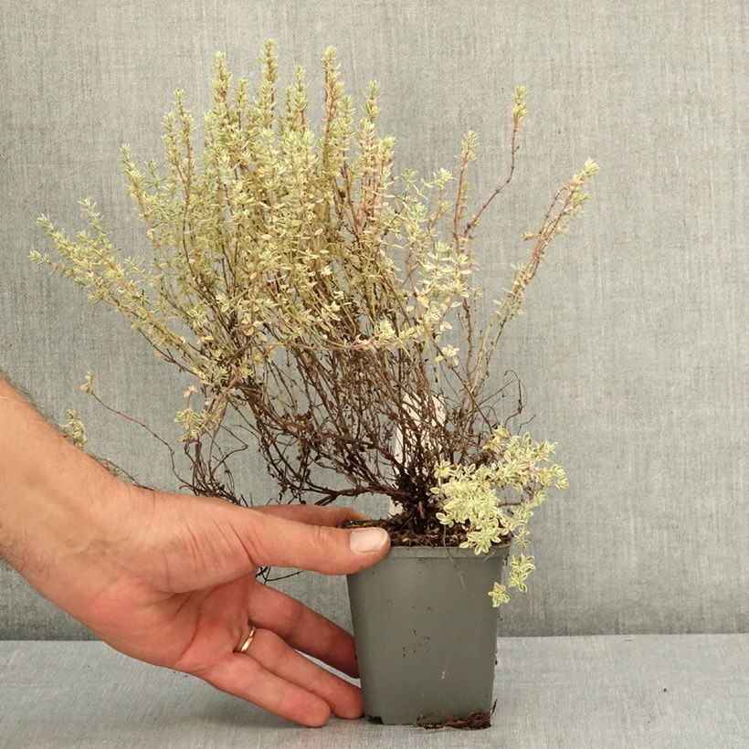 Exemplaar van Tijm Silver Posie - Thymus vulgaris Kweekpotje van 8/9 cm zoals geleverd in de zomer