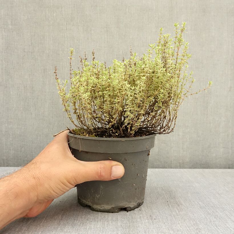 Exemplaar van Tijm Silver Posie - Thymus vulgaris Pot van 1,5 l/2 l zoals geleverd in de zomer