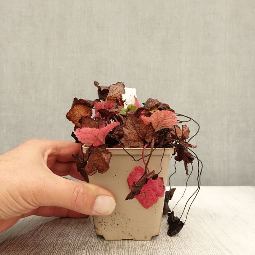Exemplaar van Tiarella cordifolia Brandywine - Schuimbloem Kweekpotje van 8/9 cm zoals geleverd in de herfst