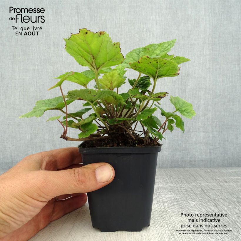 Exemplaar van Tiarella cordifolia Brandywine - Schuimbloem Kweekpotje van 8/9 cm zoals geleverd in de zomer