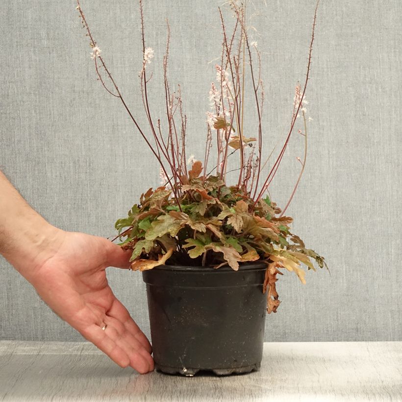 Exemplaar van Tiarella Pink Skyrocket - Schuimbloem Pot van 2 l/3 l zoals geleverd in de herfst