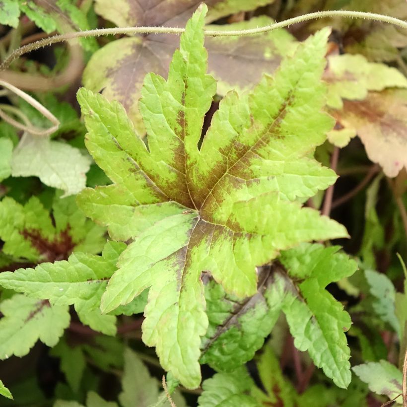 Tiarella Sugar and Spice - Schuimbloem (Blad)