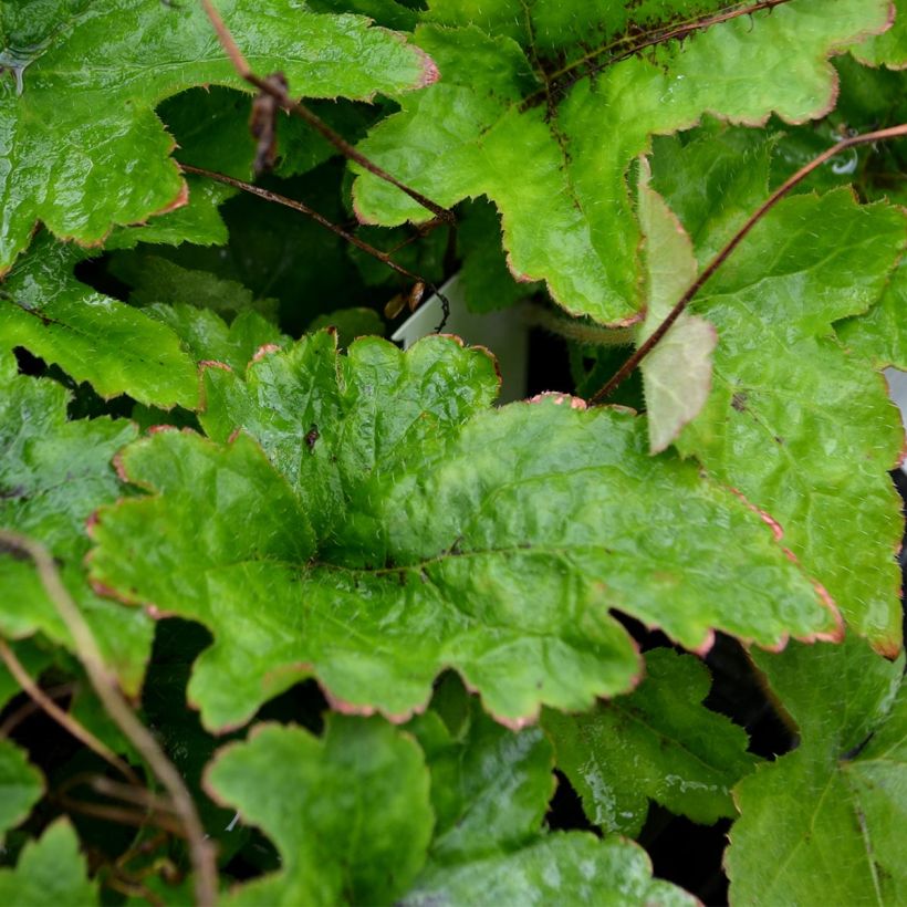 Tiarella cordifolia - Schuimbloem (Foliage)