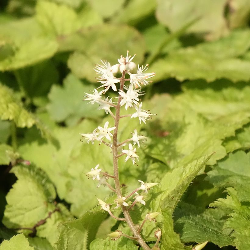 Tiarella cordifolia - Schuimbloem (Bloei)