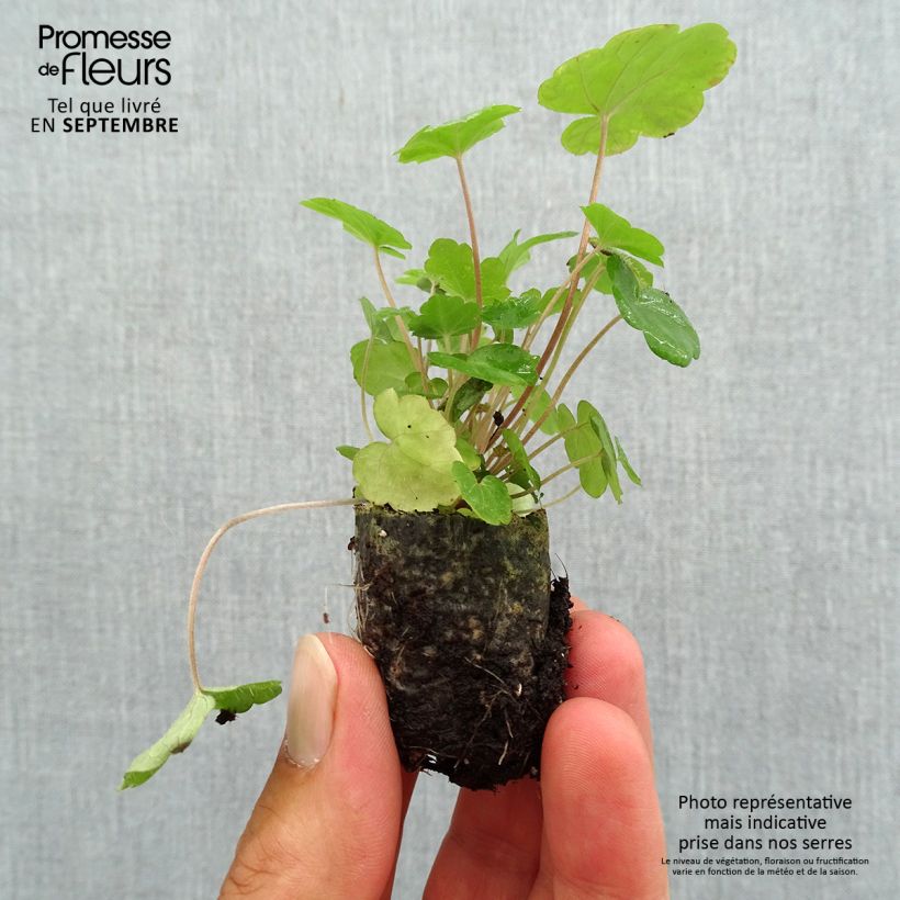 Example of Tiarella Sugar and Spice - Schuimbloem Mini-mot Ø 3/4 cm as you get in automne