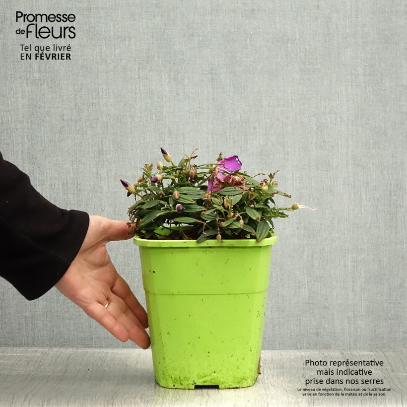 Example of Tibouchina Groovy baby - Tibouchina nain Pot van 4 l/5 l as you get in hiver