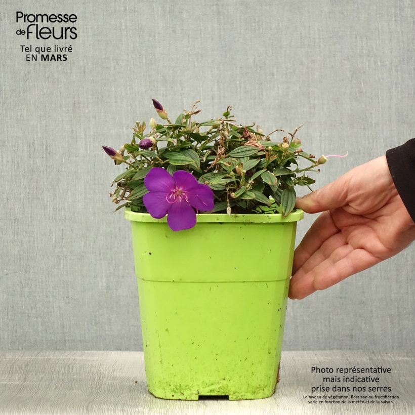 Exemplaar van Tibouchina Groovy Baby - Spinnenbloem Pot van 4 l/5 l zoals geleverd in de lente