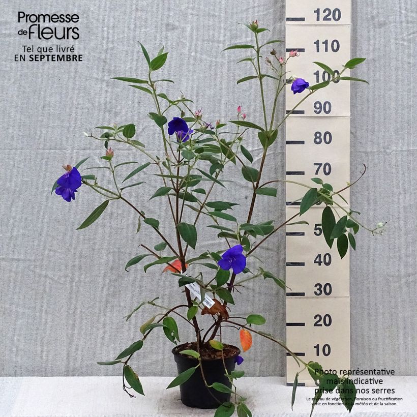 Exemplaar van Tibouchina urvilleana Edwardsii - Spinnenbloem Pot van 3 l/4 l zoals geleverd in de herfst