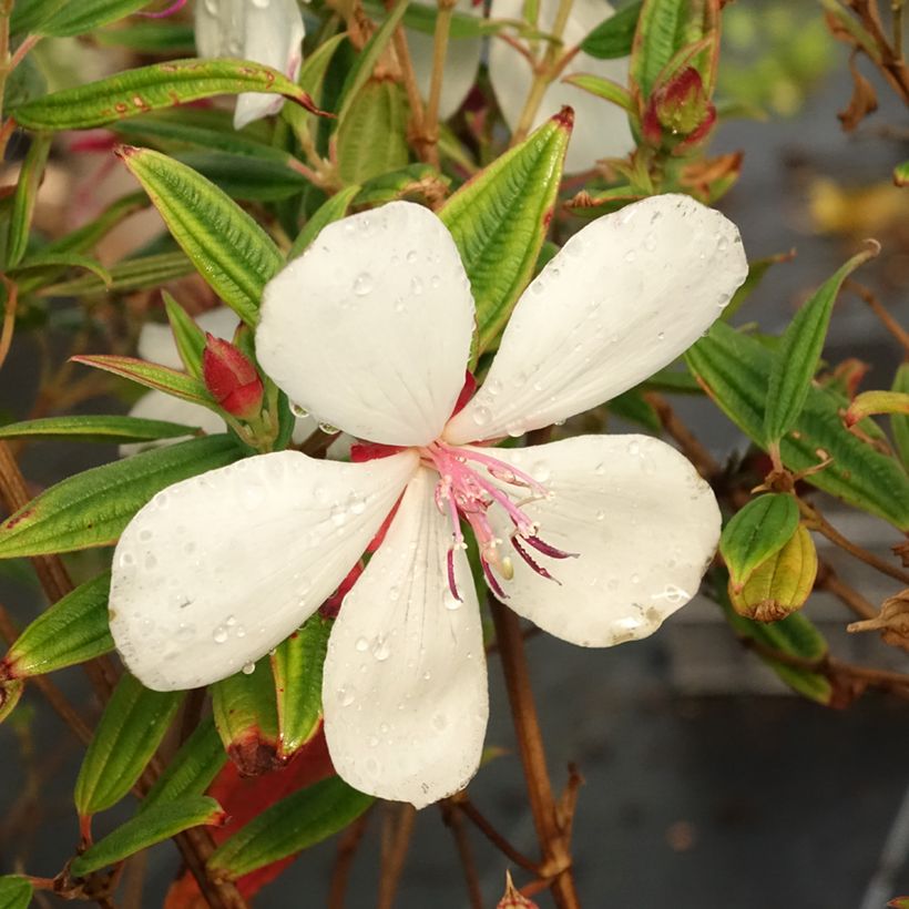 Tibouchina urvilleana Peace Baby - Spinnenbloem (Flowering)
