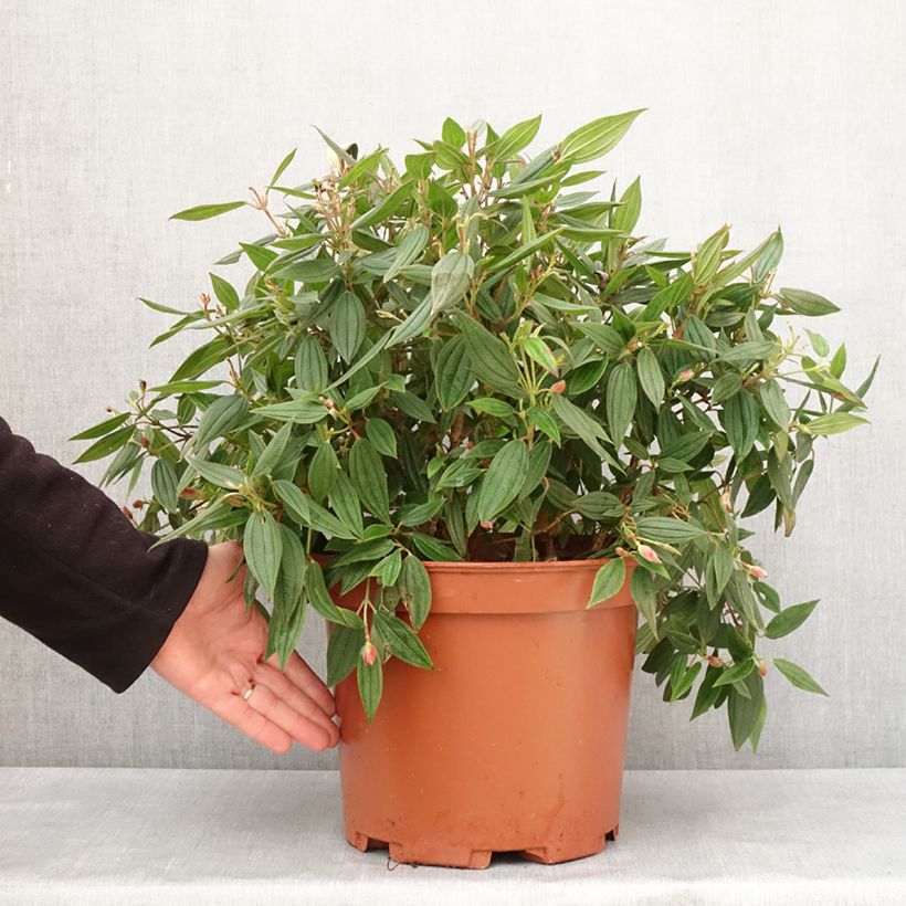 Example of Tibouchina urvilleana Peace Baby - Spinnenbloem Pot van 7,5 l/10 l as you get in hiver